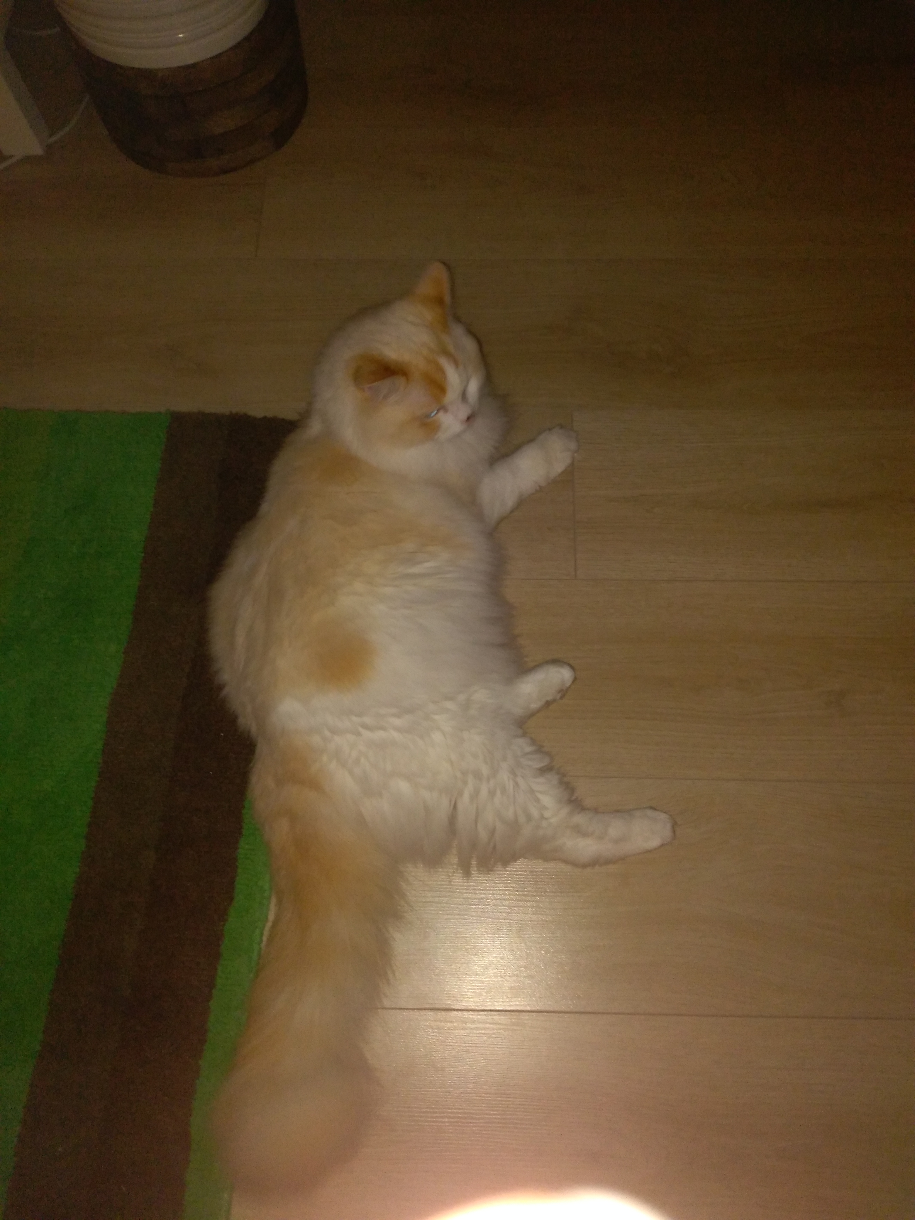 Leo